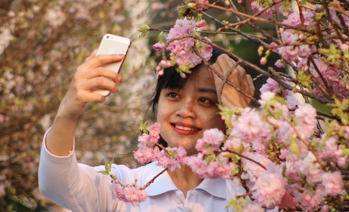 Hoa anh đào Nhật Bản làm say lòng người dân Hải Phòng ảnh 11