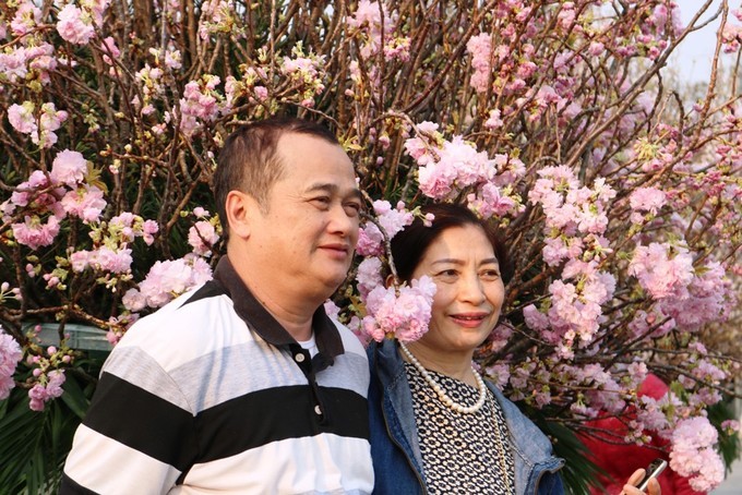 Hoa anh đào Nhật Bản làm say lòng người dân Hải Phòng ảnh 12