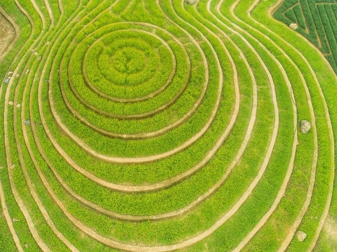 Ruộng hoa bậc thang 'gây sốt' ở Hà Nội ảnh 1