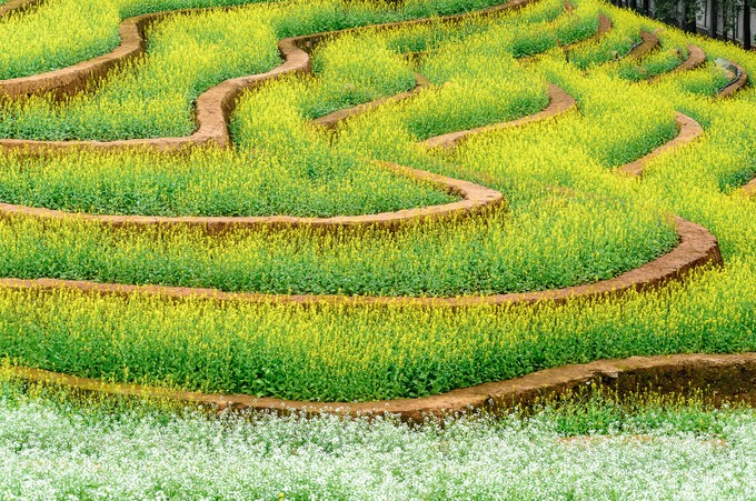 Ruộng hoa bậc thang 'gây sốt' ở Hà Nội ảnh 5