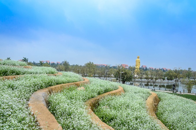 Ruộng hoa bậc thang 'gây sốt' ở Hà Nội ảnh 7