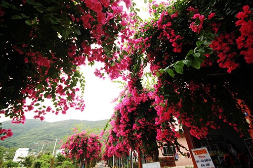 Con đường 200 m trồng 60 cây hoa giấy ở Nha Trang ảnh 5