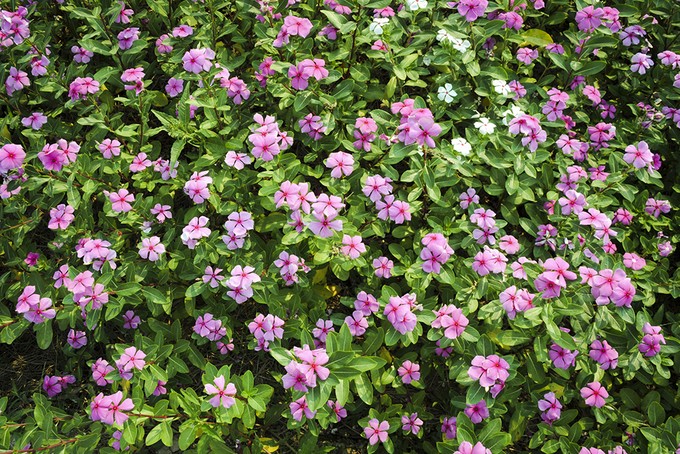 Cánh đồng hoa dừa cạn hút giới trẻ ở An Giang ảnh 4