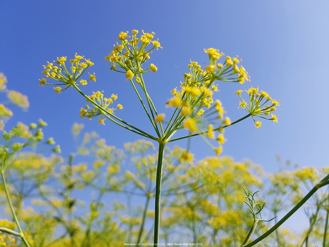 Những cánh đồng hoa 'gây sốt' thời gian qua ảnh 2