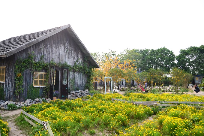 Vườn hoa tam giác mạch nở trái mùa ở ngoại ô Hà Nội ảnh 6