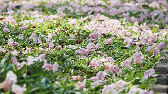 Hàng trăm cây hoa kèn hồng nở rộ giữa trung tâm Sài Gòn ảnh 7