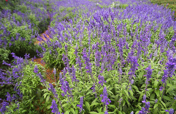 Thung lũng hoa tỏa sắc giữa Thủ đô ảnh 4