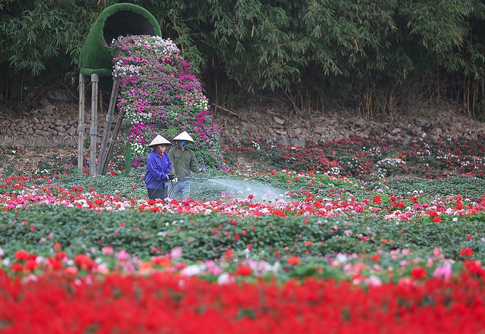 Thung lũng hoa tỏa sắc giữa Thủ đô ảnh 5