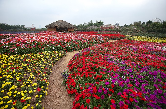 Thung lũng hoa tỏa sắc giữa Thủ đô ảnh 6