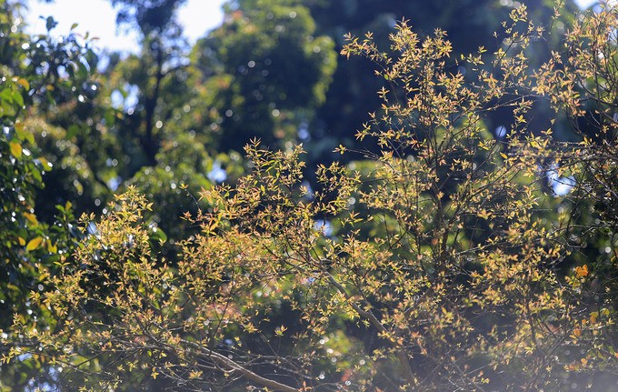 Bán đảo Sơn Trà mùa 'thay áo' ảnh 7