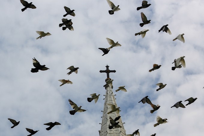 Hơn 700 con bồ câu bay lượn trước nhà thờ Đức Bà ảnh 9