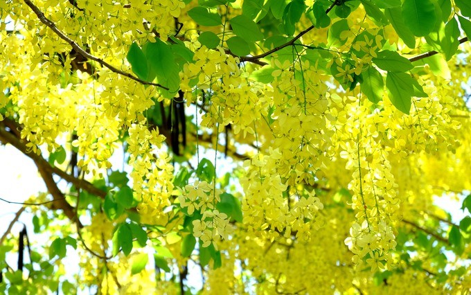 Hội An rực rỡ sắc hoa vào mùa hè ảnh 1