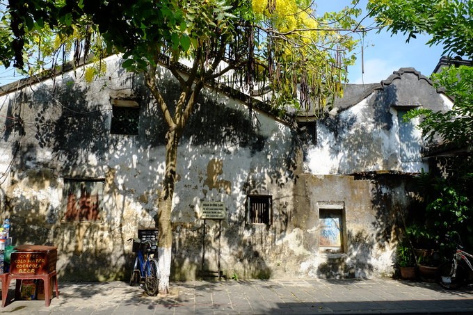 Hội An rực rỡ sắc hoa vào mùa hè ảnh 3