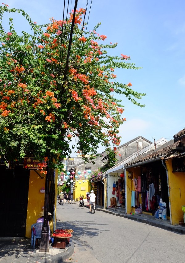 Hội An rực rỡ sắc hoa vào mùa hè ảnh 5