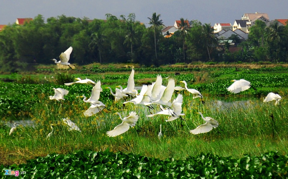 Trải nghiệm độc đáo xuyên rừng dừa nước giữa phố cổ Hội An ảnh 3