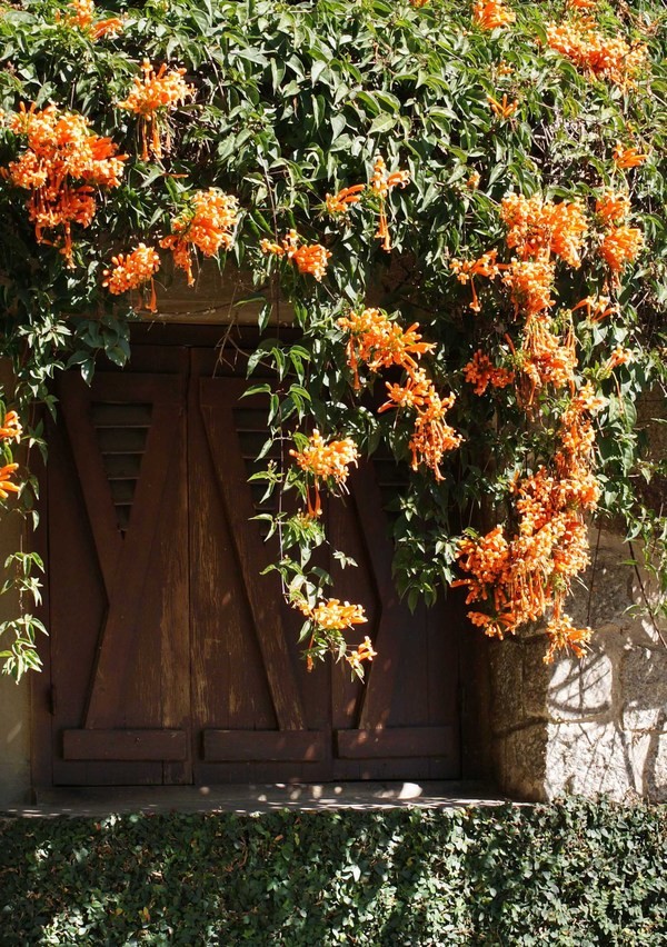 Ngôi biệt thự vua Bảo Đại tặng thứ phi Phi Ánh ở Đà Lạt ảnh 7