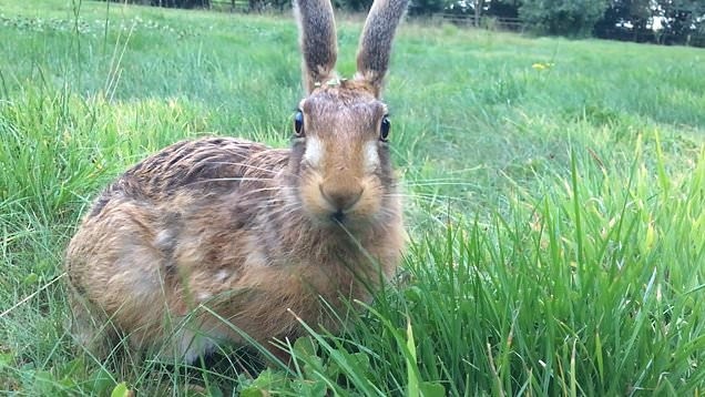 Thỏ Clover không những tìm đường trở về khu vườn phía sau nhà mà còn tìm đường lẻn vào nhà.