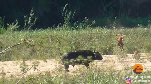 Trâu rừng húc văng sư tử lên không. Trâu rừng húc văng sư tử lên không.