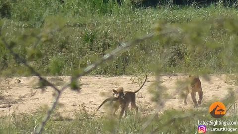 Sư tử con hý hửng khi bắt được con thằn lằn nước trong bụi lau. Sư tử con hý hửng khi bắt được con thằn lằn nước trong bụi lau.