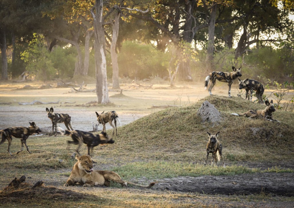 Sư tử mẹ bị bao vây bởi đàn chó hoang "khát máu". Ảnh: Walter Smith. Sư tử mẹ bị bao vây bởi đàn chó hoang "khát máu". Ảnh: Walter Smith.