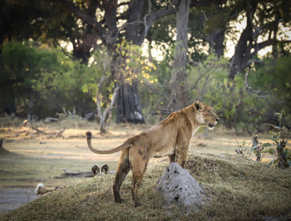 Chân dung người mẹ sư tử vĩ đại xả thân để bảo vệ con nhỏ. Ảnh: Walter Smith. Chân dung người mẹ sư tử vĩ đại xả thân để bảo vệ con nhỏ. Ảnh: Walter Smith.