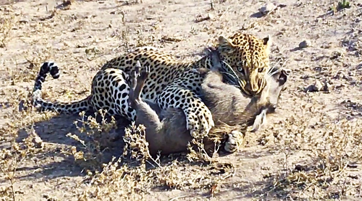 Loài báo có thói quen đi săn là ngoạm thẳng vào cổ con mồi, tấn công vào đường hô hấp của nó.