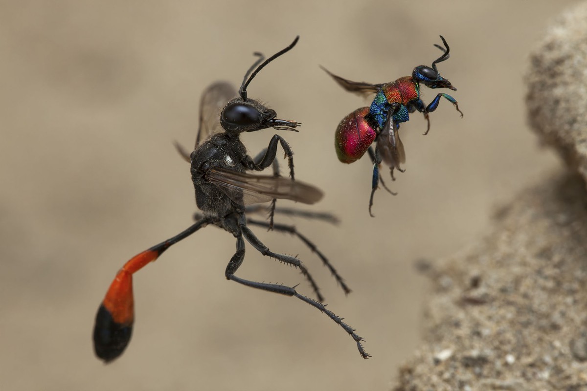 A Tale of Two Wasps - Tác giả: Frank Deschandol, giảnh giải: "Hành vi: Động vật không xương sống". A Tale of Two Wasps - Tác giả: Frank Deschandol, giảnh giải: "Hành vi: Động vật không xương sống".