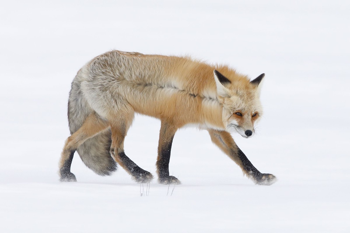 A Fox for All Seasons - Tác giả: John Blumenkamp, giảnh giải "Chân dung động vật được đánh giá cao". A Fox for All Seasons - Tác giả: John Blumenkamp, giảnh giải "Chân dung động vật được đánh giá cao".