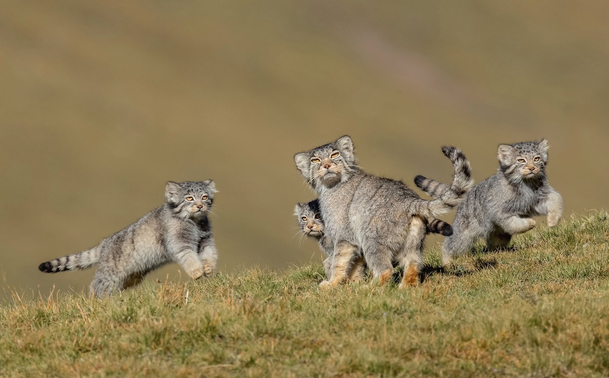 When Mother Says Run - Tác giả: Shanyuan Li, giành giải "Hành vi: Động vât có vú". When Mother Says Run - Tác giả: Shanyuan Li, giành giải "Hành vi: Động vât có vú".