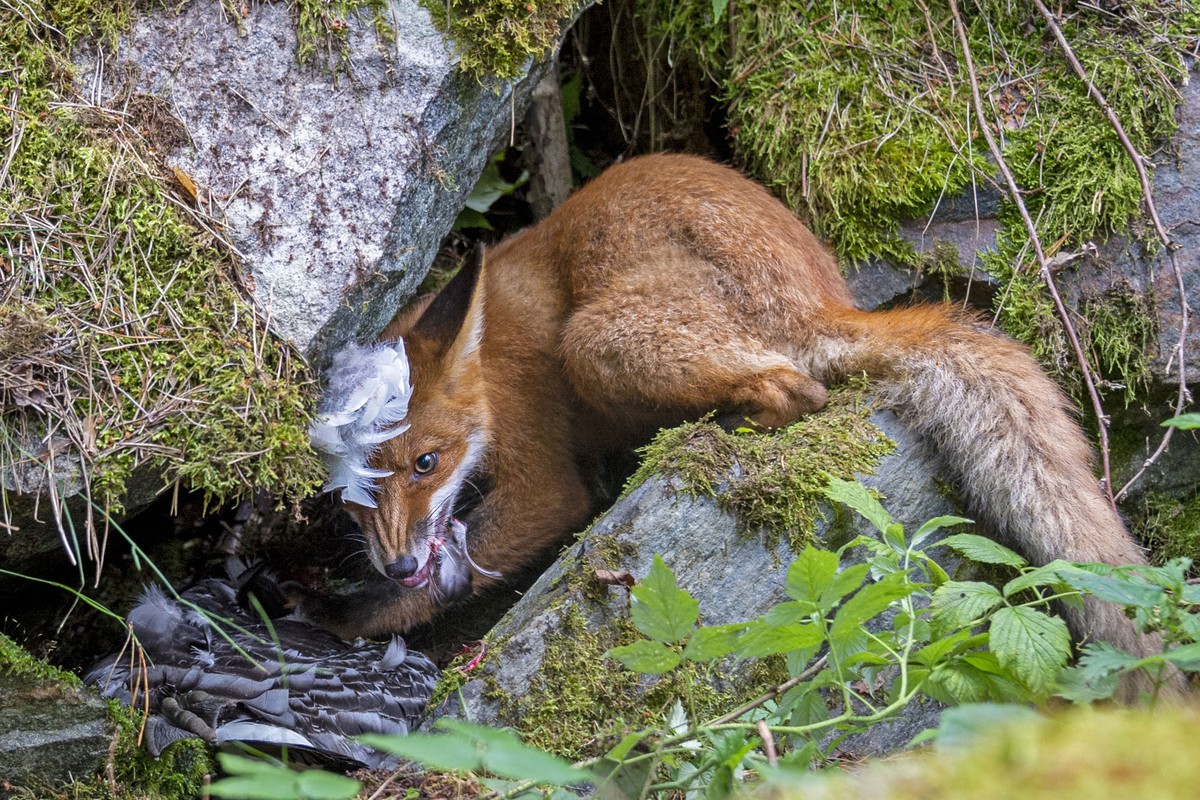 The Fox that Got the Goose - Tác giả: Liina Heikkinen, giảnh giải "Nhiếp ảnh gia độ tuổi từ 15 - 17 tuổi". The Fox that Got the Goose - Tác giả: Liina Heikkinen, giảnh giải "Nhiếp ảnh gia độ tuổi từ 15 - 17 tuổi".