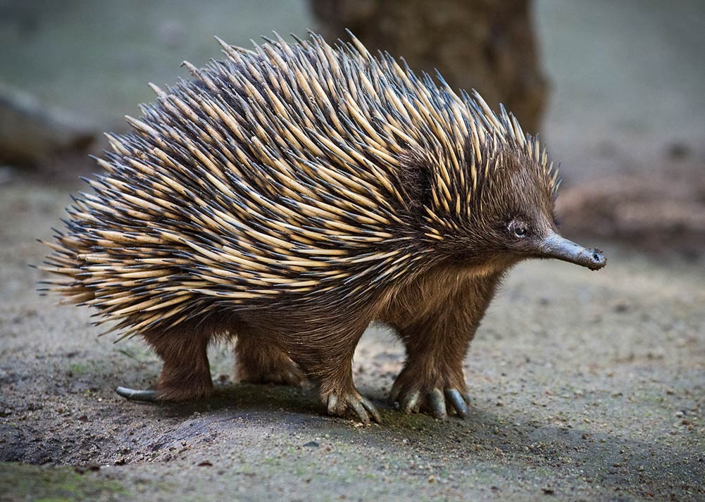 Con Echidna trưởng thành Con Echidna trưởng thành