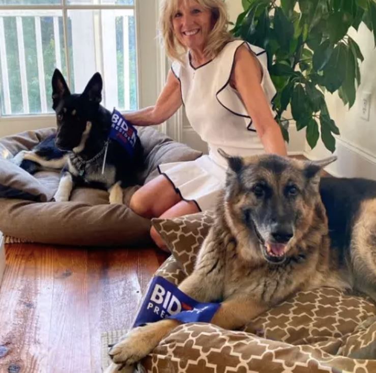 Chó Major và chó Champ sống cùng gia đình ông Biden. Nguồn: Jill BidenTwitter. Chó Major và chó Champ sống cùng gia đình ông Biden. Nguồn: Jill BidenTwitter.