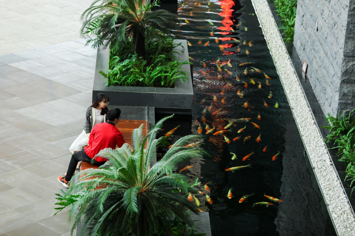 Hồ cá Koi rộng hơn 100 m2, được thiết kế kèm theo cây xanh và chỗ ngồi, là nơi nghỉ ngơi thư giãn cho hành khách sau mỗi chuyến bay, hoặc trong khi chờ làm thủ tục. Tín đồ theo trào lưu check in với sân bay Vân Đồn nhất định không nên bỏ qua góc ảnh nên thơ này.