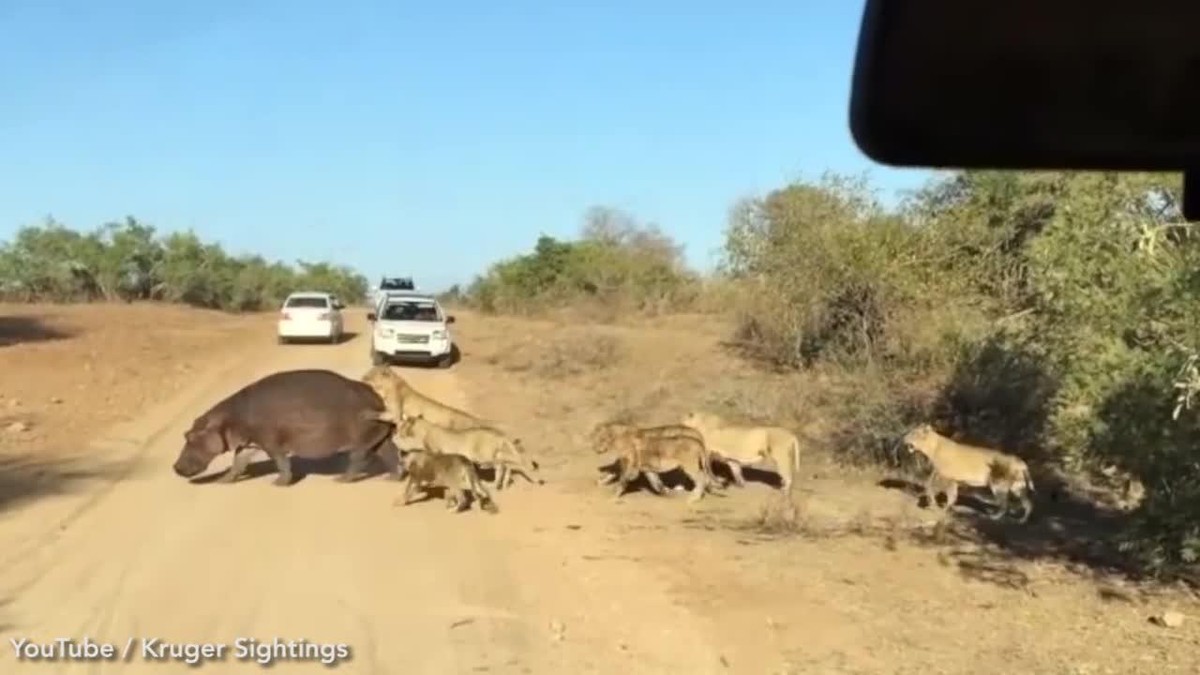 Con hã mã già gần như không còn sức kháng cự. Ảnh: Kruger Sightings. Con hã mã già gần như không còn sức kháng cự. Ảnh: Kruger Sightings.