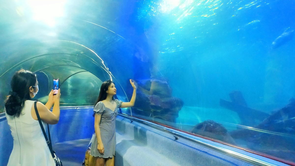 Các bạn trẻ chụp hình kỷ niệm khi thăm quan thủy cung. Các bạn trẻ chụp hình kỷ niệm khi thăm quan thủy cung.
