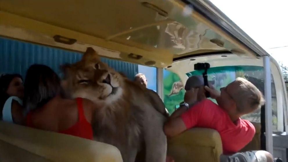 Con sư tử có vẻ ngoài lạnh lùng bên trong mềm yếu. Con sư tử có vẻ ngoài lạnh lùng bên trong mềm yếu.