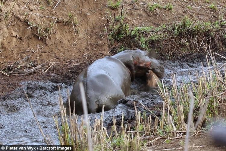 Hà mã cắn chết con linh dương mặc dù trước đó vừa cứu nó. Hà mã cắn chết con linh dương mặc dù trước đó vừa cứu nó.