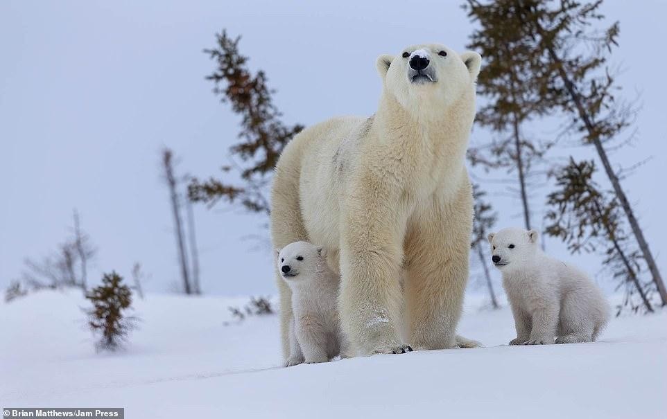 Hiên ngang, che chở, là chỗ dựa vững chắc cho đàn con thơ. Ảnh: Brian Matthews.