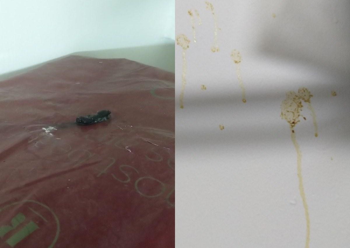 &quot;Món quà&quot; đến từ những vị khách quý. Nguồn: Facebook/hoxiangtian.