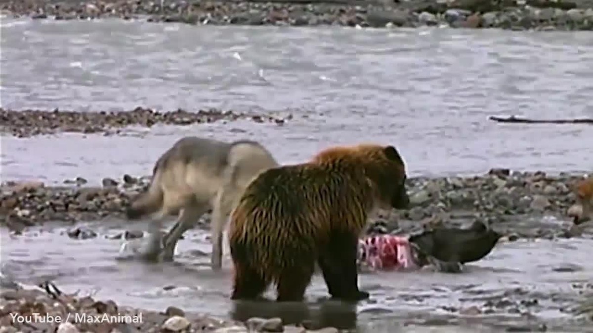 Phát hiện miếng mồi ngon, con gấu xám đói bất chấp đàn sói hung dữ tiến đến đòi chia phần. Phát hiện miếng mồi ngon, con gấu xám đói bất chấp đàn sói hung dữ tiến đến đòi chia phần.