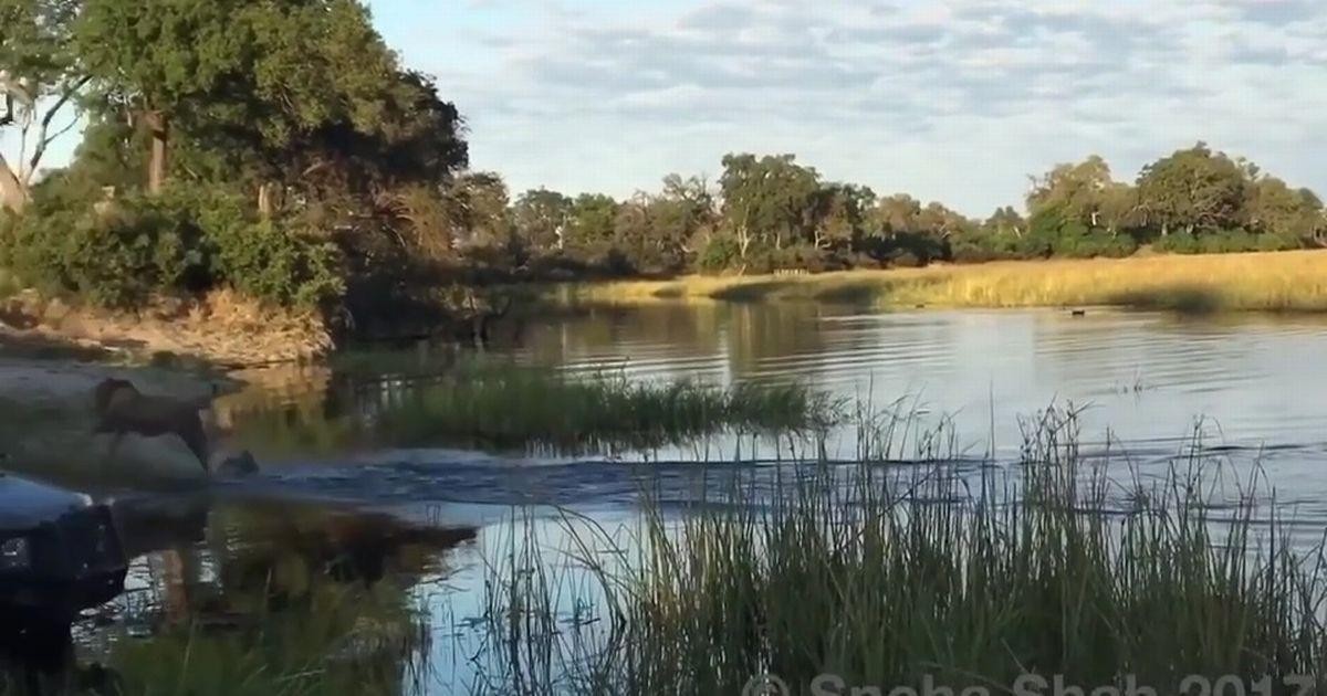 Sư tử chạy té khói sau khi may mắn thoát khỏi pha phục kích của cá sấu/ Sư tử chạy té khói sau khi may mắn thoát khỏi pha phục kích của cá sấu/