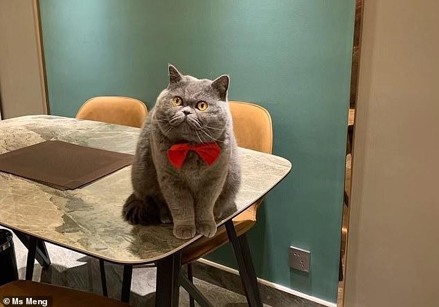 Mèo Fufu trông bảnh thế thôi mà rất nhút nhát và chỉ ưa thích bám lẽo đẽo theo chủ.