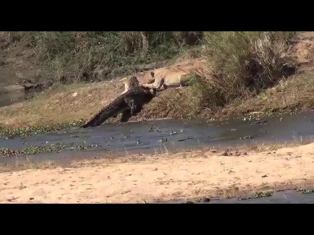 Bước ngoặt của trận đấu khi con cá sấu đem con mồi của mình lên trên cạn. Bước ngoặt của trận đấu khi con cá sấu đem con mồi của mình lên trên cạn.