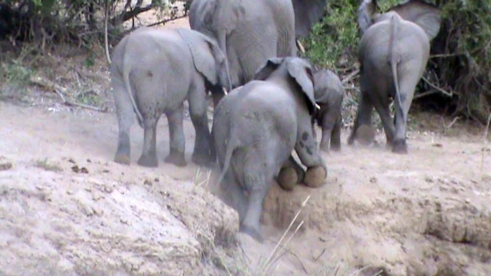 Voi con cuối cùng đã vượt qua được con dốc nhờ có sự giúp sức từcả đàn.