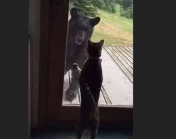 Cú hù dọa từ mèo Nani khiến con gấu đen sợ hãi chạy té khói