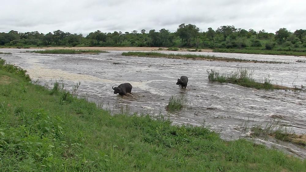 Bỗng chốc chìm trong biển nước, phá vỡ giấc ngủ của cặp trâu già. Bỗng chốc chìm trong biển nước, phá vỡ giấc ngủ của cặp trâu già.
