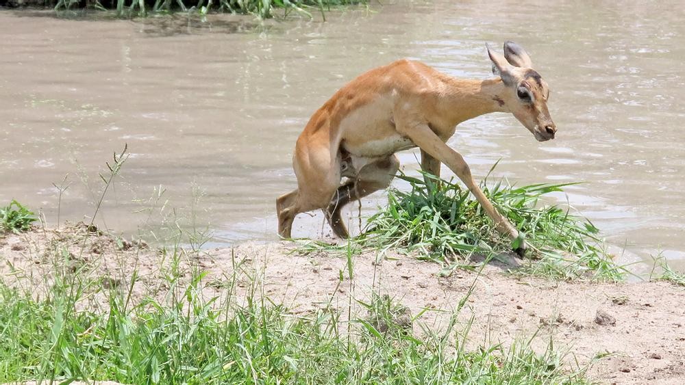 Trốn thoát khỏi hàm cá sấu những vận đen vẫn đeo bám con linh dương đáng thương. Trốn thoát khỏi hàm cá sấu những vận đen vẫn đeo bám con linh dương đáng thương.