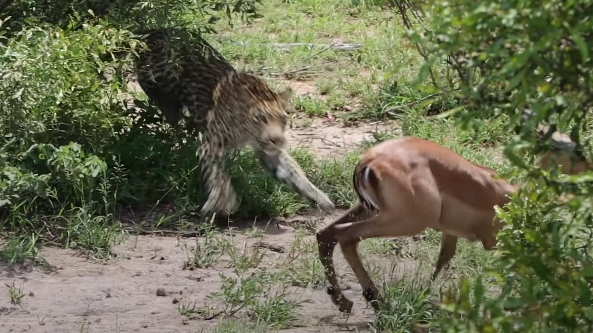 Con báo ranh mãnh chỉ cần đợi linh dương trốn thoát rồi làm thịt. Con báo ranh mãnh chỉ cần đợi linh dương trốn thoát rồi làm thịt.