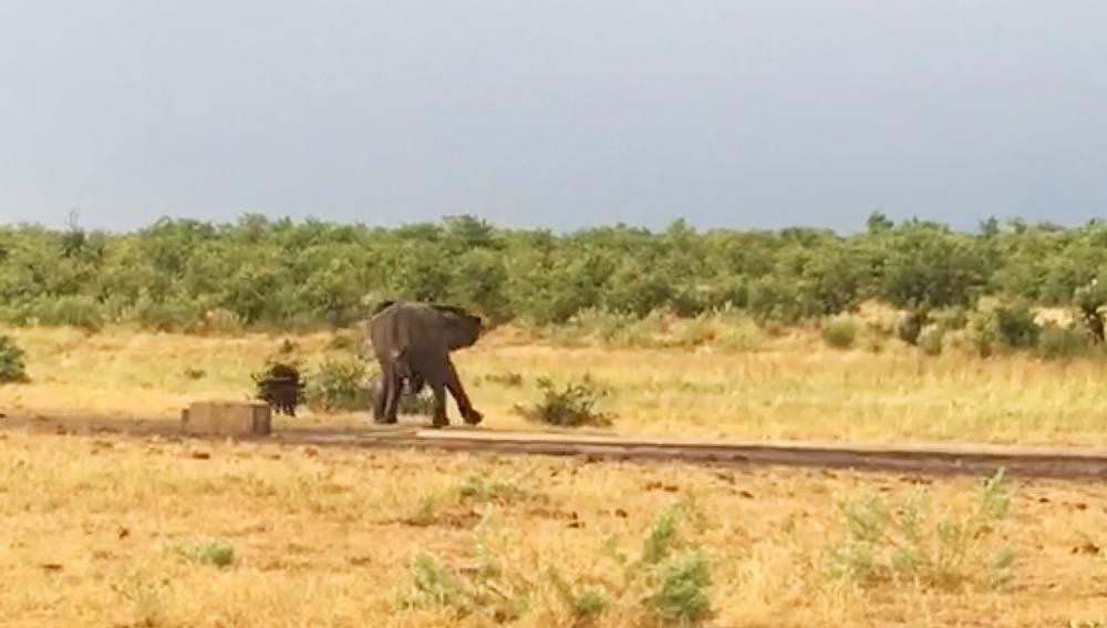 Trước sự hung hãn của con trâu non, con voi cũng bị bối rối bởi không biết phải làm sao để không làm tổn thương con trâu. Trước sự hung hãn của con trâu non, con voi cũng bị bối rối bởi không biết phải làm sao để không làm tổn thương con trâu.