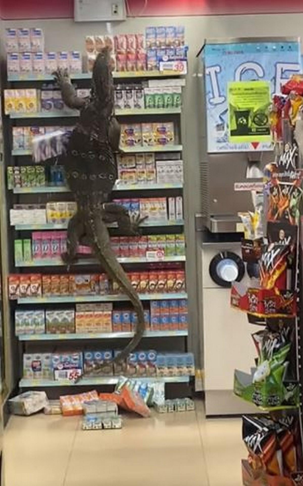 Con kỳ đà gần dài khoảng 2 m trèo lên kệ đựng sữa.